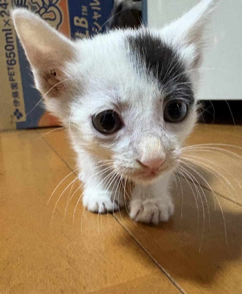 白黒ぶちの男の子