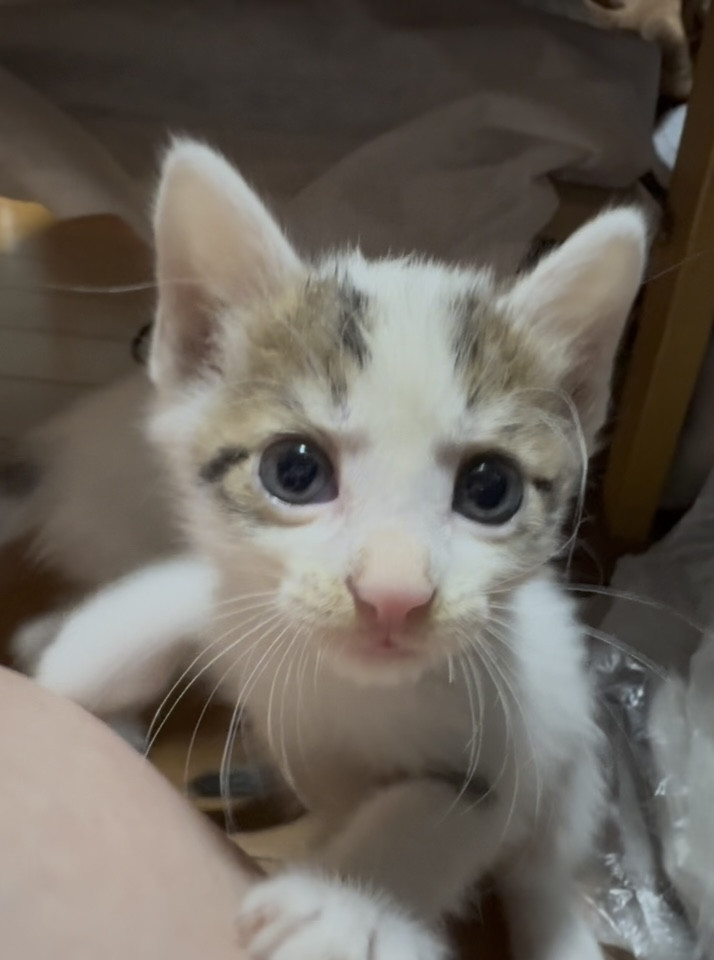 キジシロの男の子