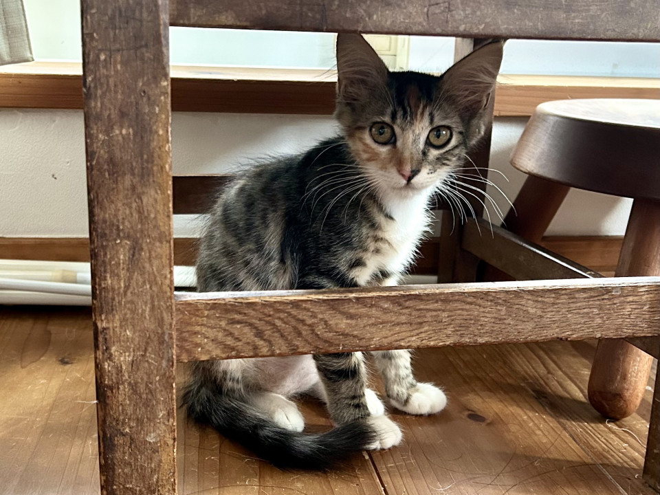 美猫縞三毛ちゃん