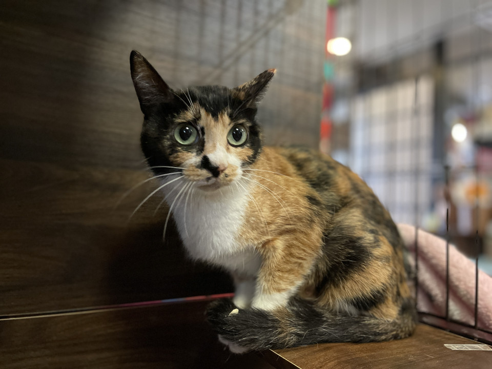 出産経験もあります☆わっふる