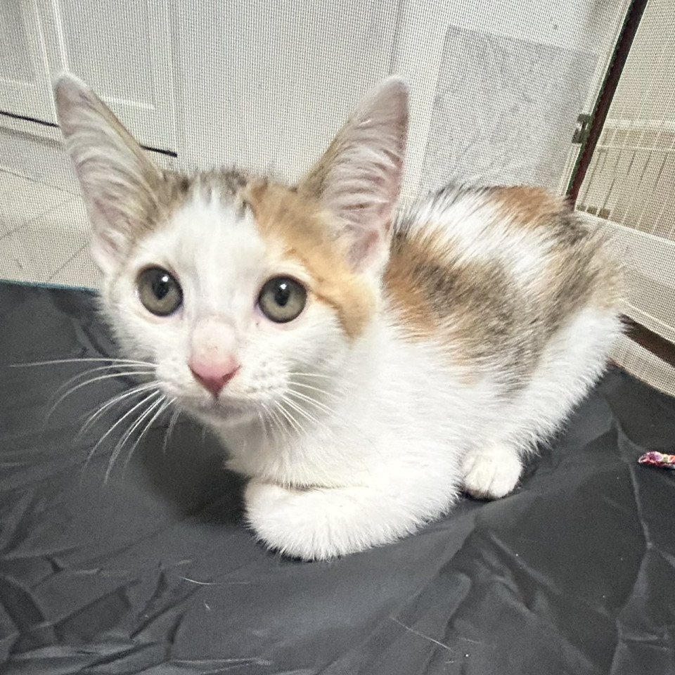 前髪が可愛い三毛猫ちゃん