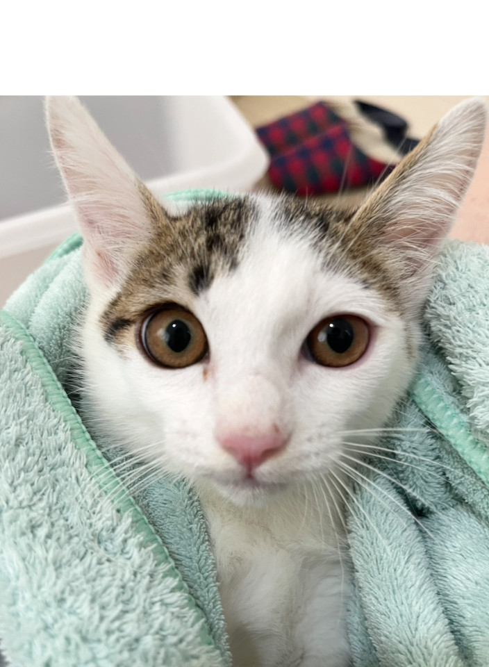 【キジシロ5兄妹】みんにゃと仲良し洸くん