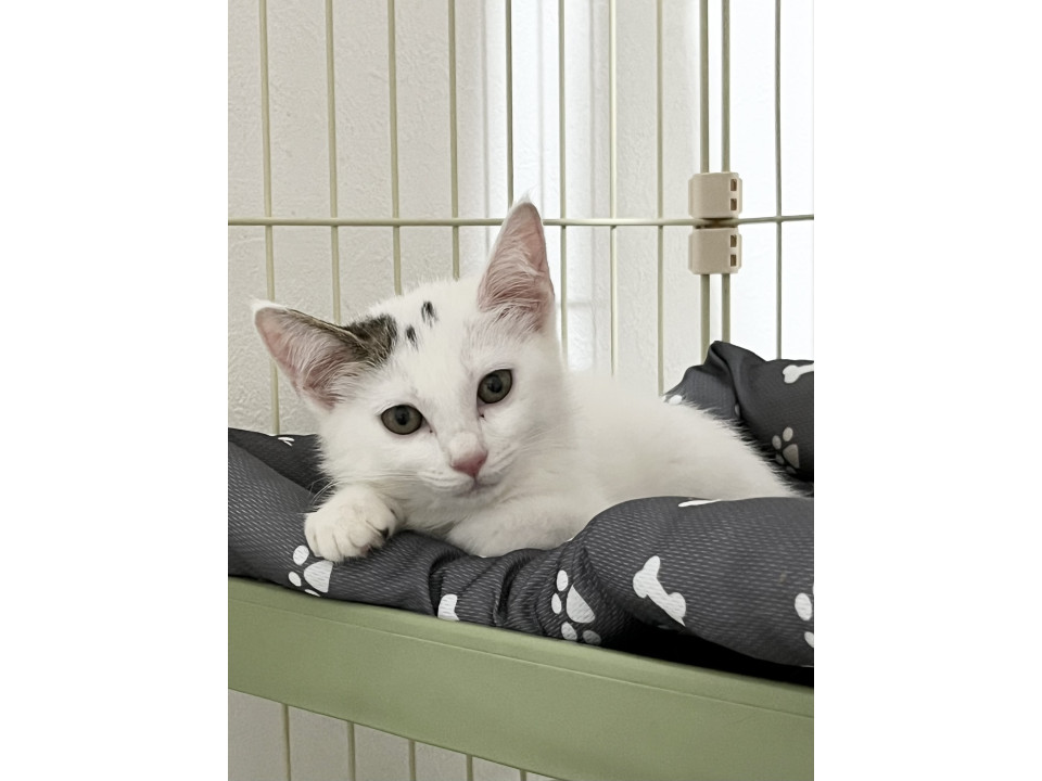 【11/3譲渡会参加】雫ちゃん