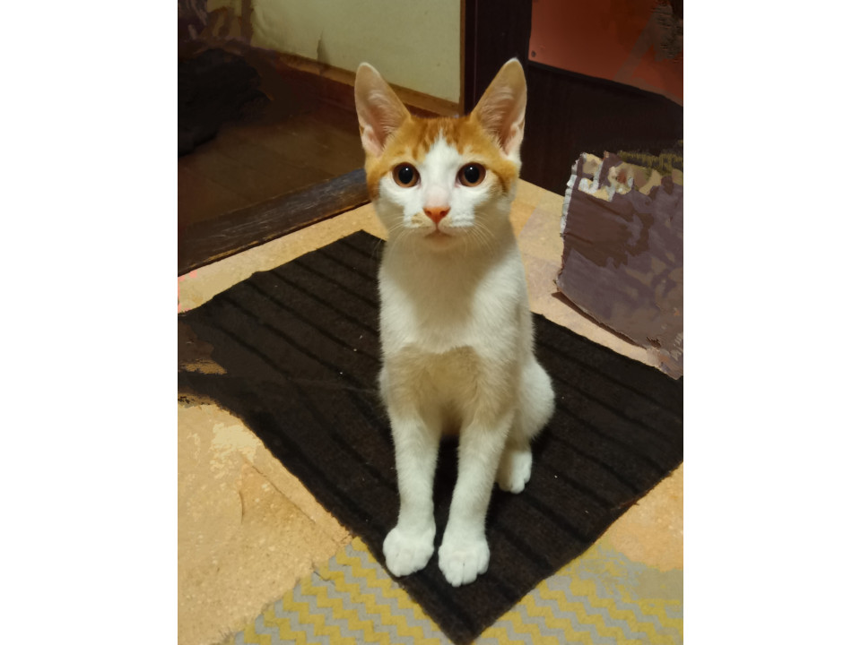 イケニャンの茶白くん