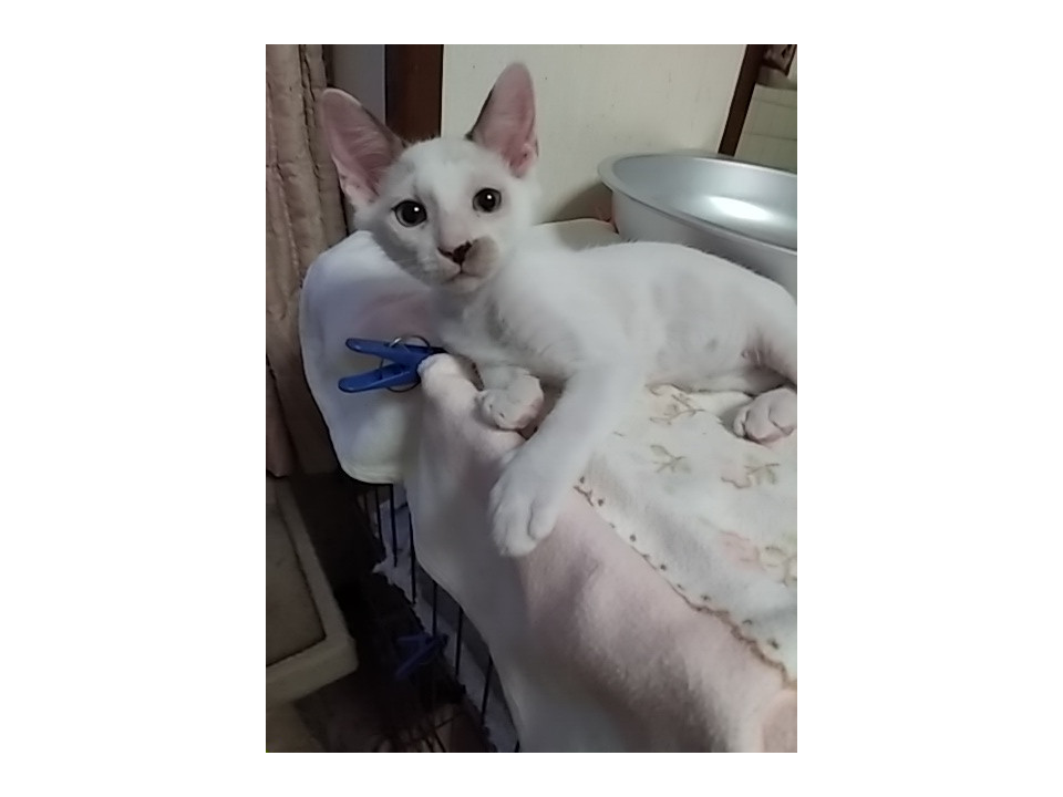 おじいちゃん顔の 仔猫オス