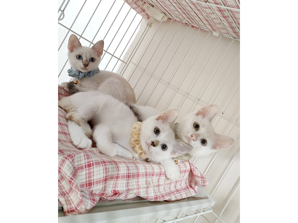 シャム風味✦珠猫ちゃん3兄妹