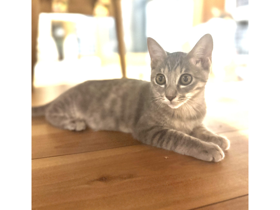クリクリの目が可愛いサバトラ子猫