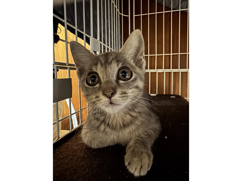 クリクリの目が可愛いサバトラ子猫