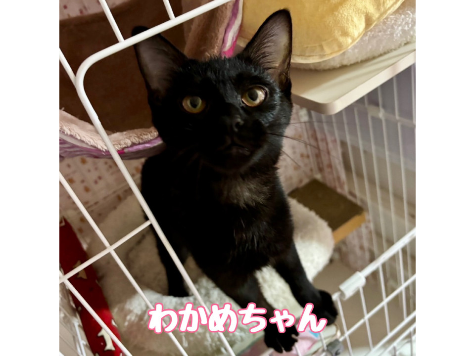 【10/19譲渡会】わかめちゃん
