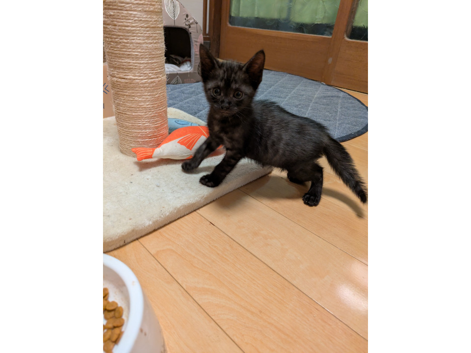 ※画像拡大要☆おめめキラキラ黒猫の男の子