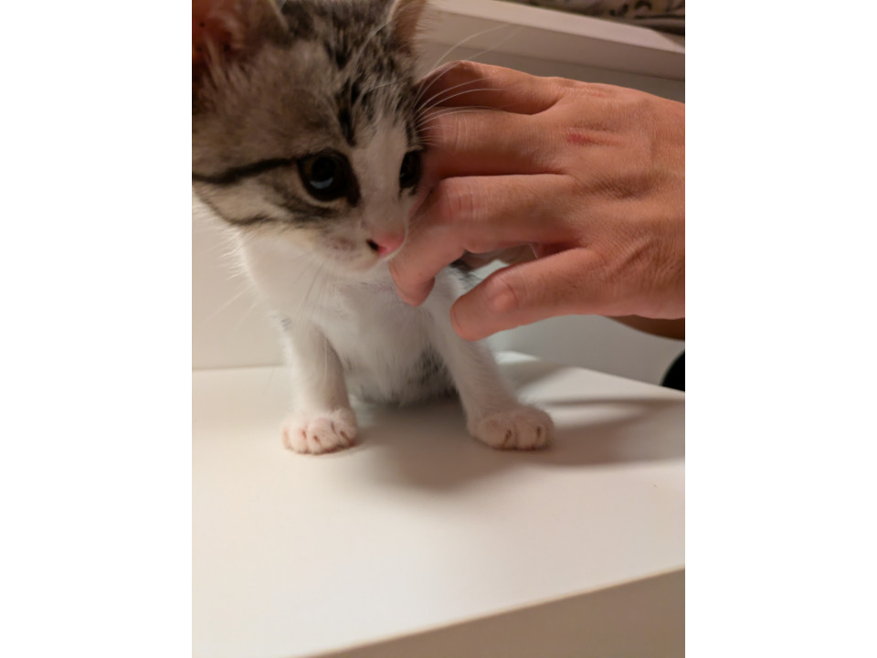 おめめぱっちり☆キジシロの男の子