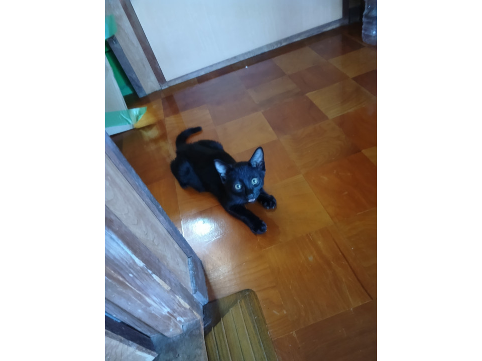 元気な黒ネコちゃん