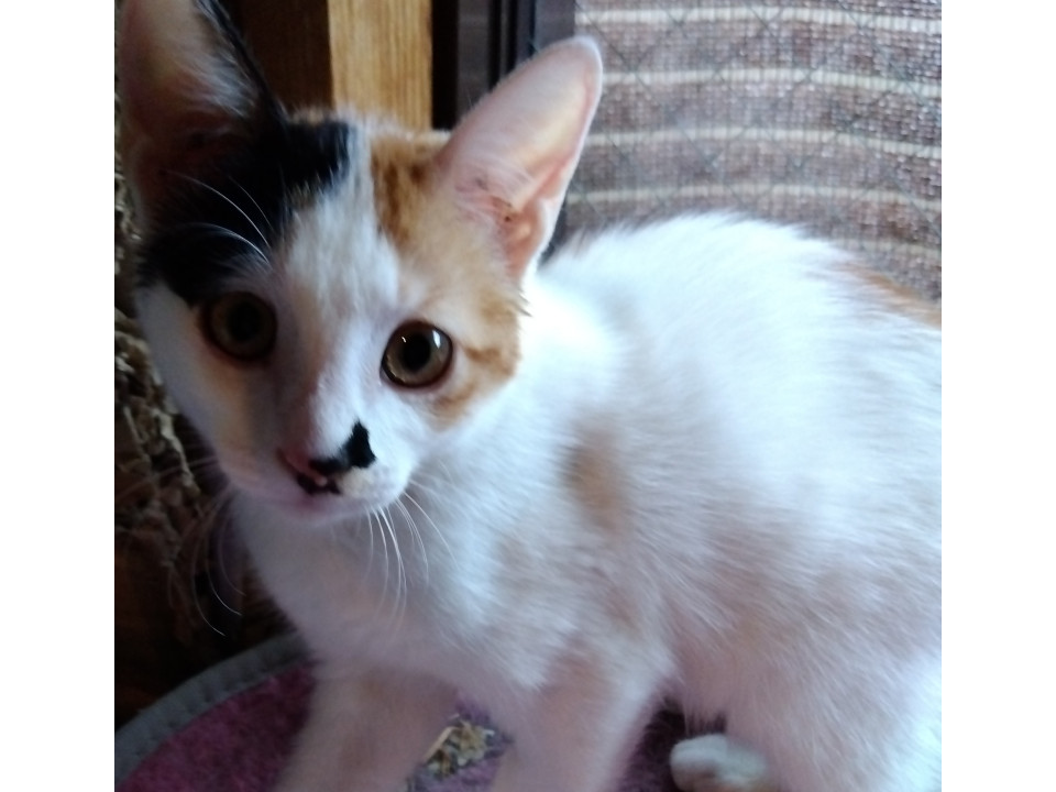 三毛猫さん