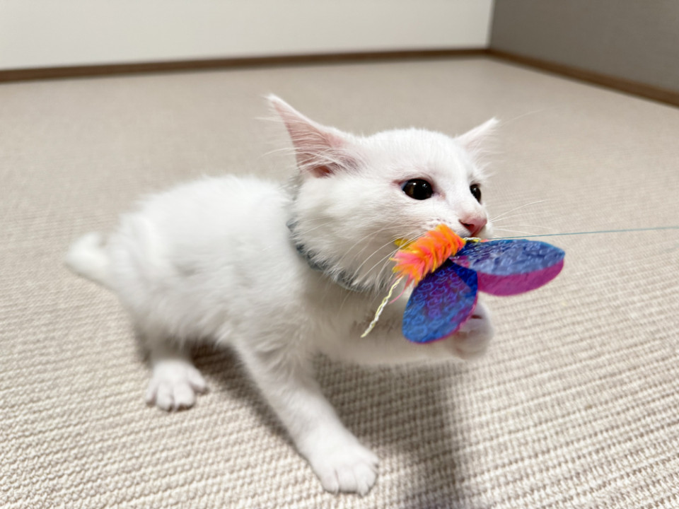 【長毛白猫くん】ふわふわ元気でかわいい