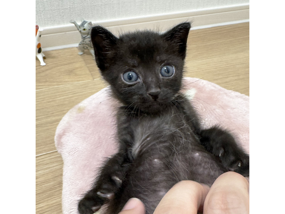 真夏に捨てられた子猫?甘えんぼボーイ黒