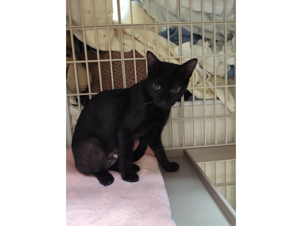 綺麗系のヤンママ黒猫