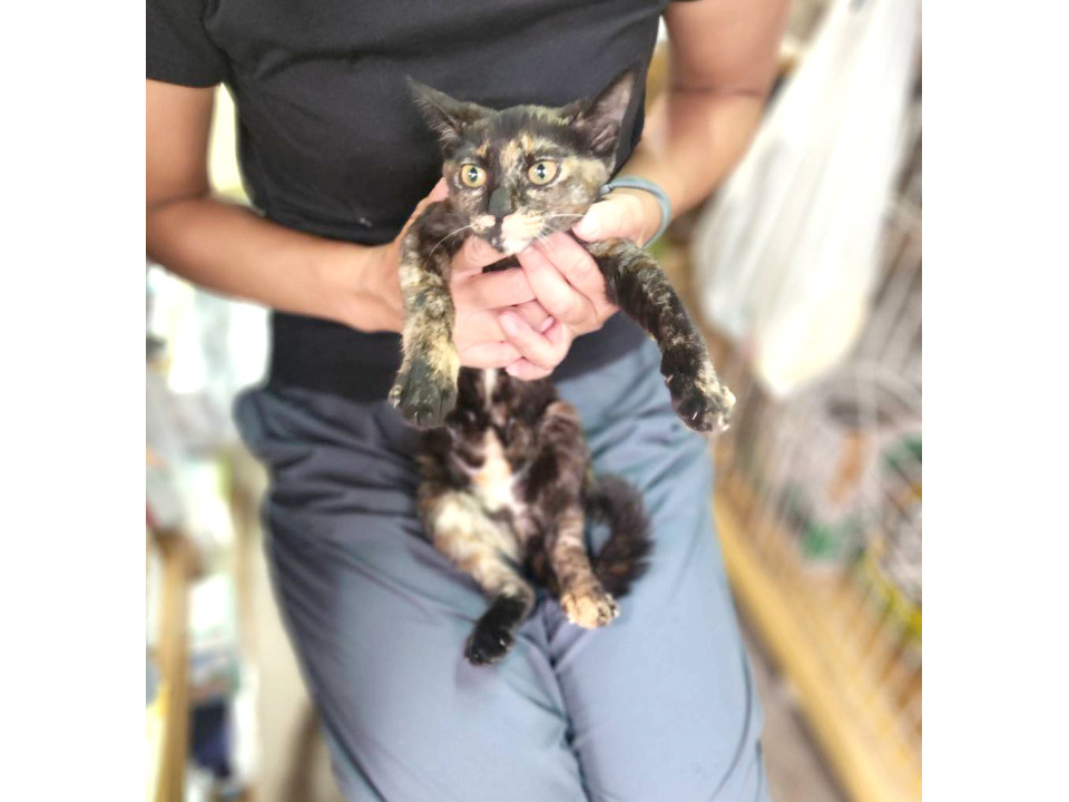 ねこままさま専用♡注文ページ ONEKOSAMA OINUSAMA 犬 猫 ペットカート 3WAY 軽量 大容量 収納