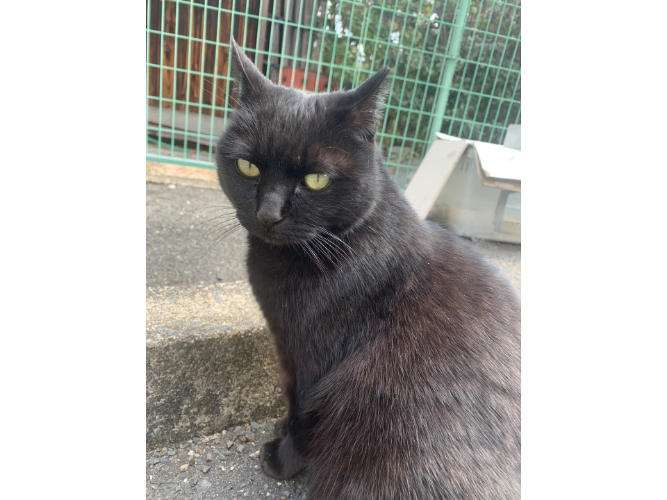 甘えん坊な黒猫ちゃん