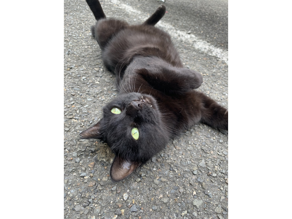 黒猫ちゃん　おめでとう 黒猫つくねちゃん太しっぽ on X: 