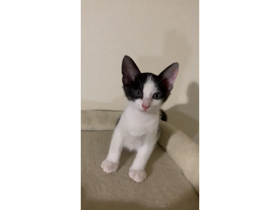 イケメンハチワレ2ヶ月