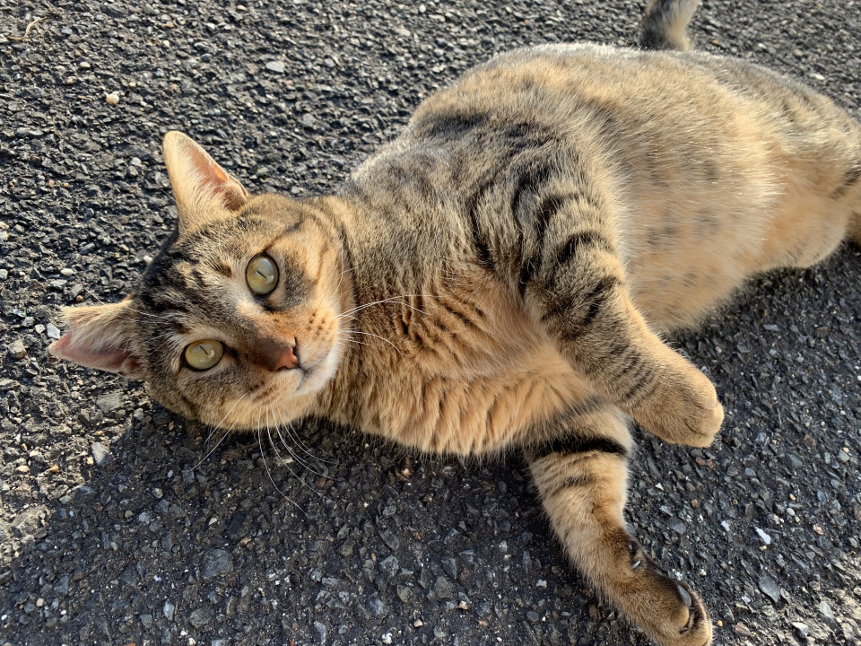 可愛いキジトラ君です！