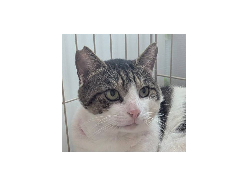 性格がとっても良いパパ猫 慧(けい)くん