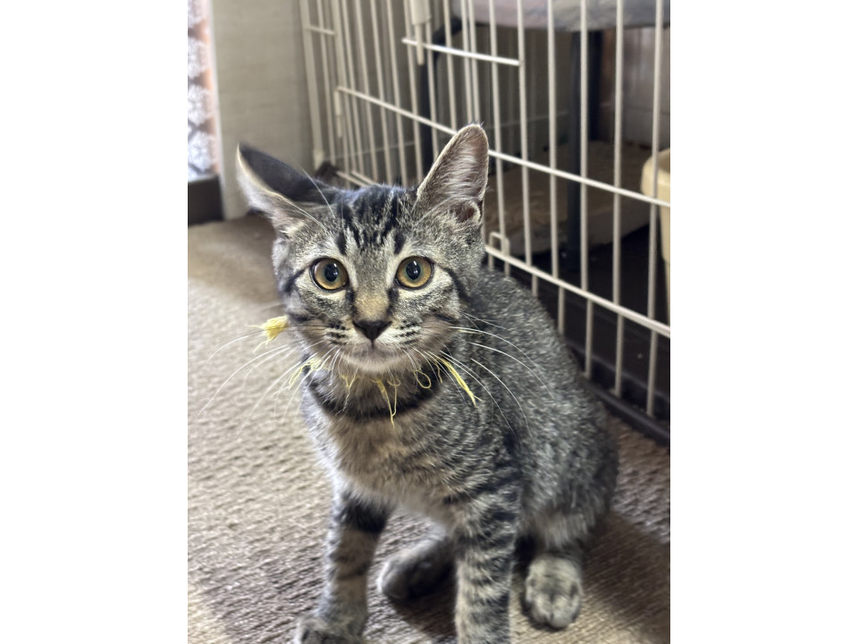 美形のキジのチヂミ8ヶ月