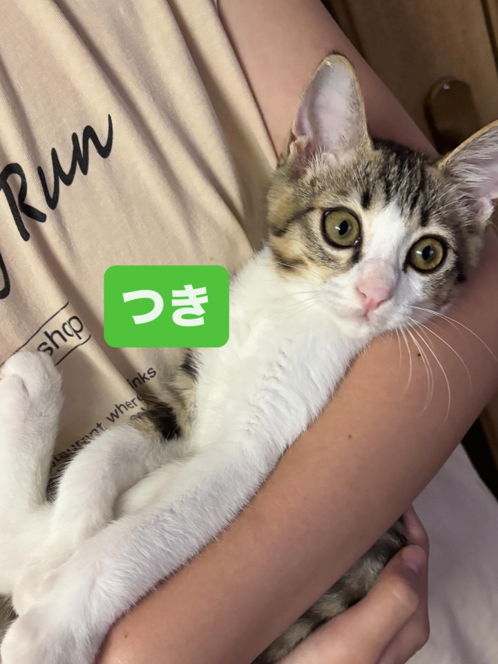 人馴れ抜群のキジ白子猫