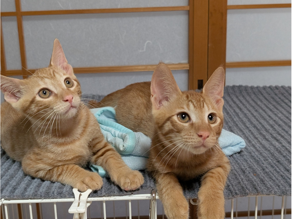 甘えん坊の茶トラ3兄弟☆