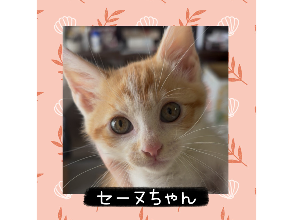 可愛いすぎる❤️セーヌ姫