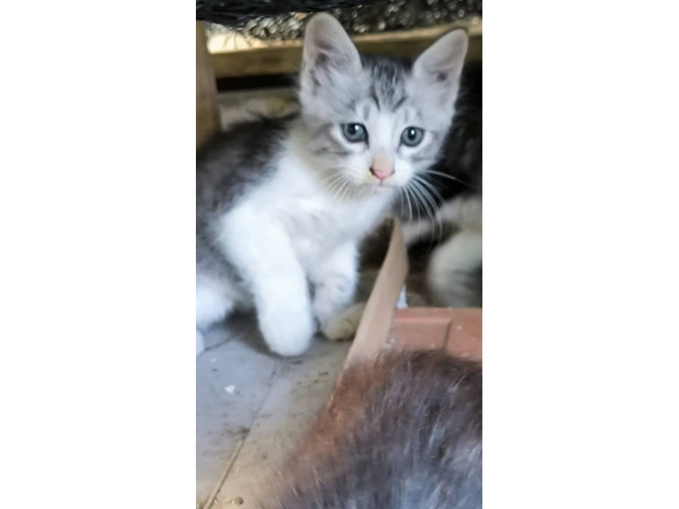 可愛い子猫ちゃん里親募集