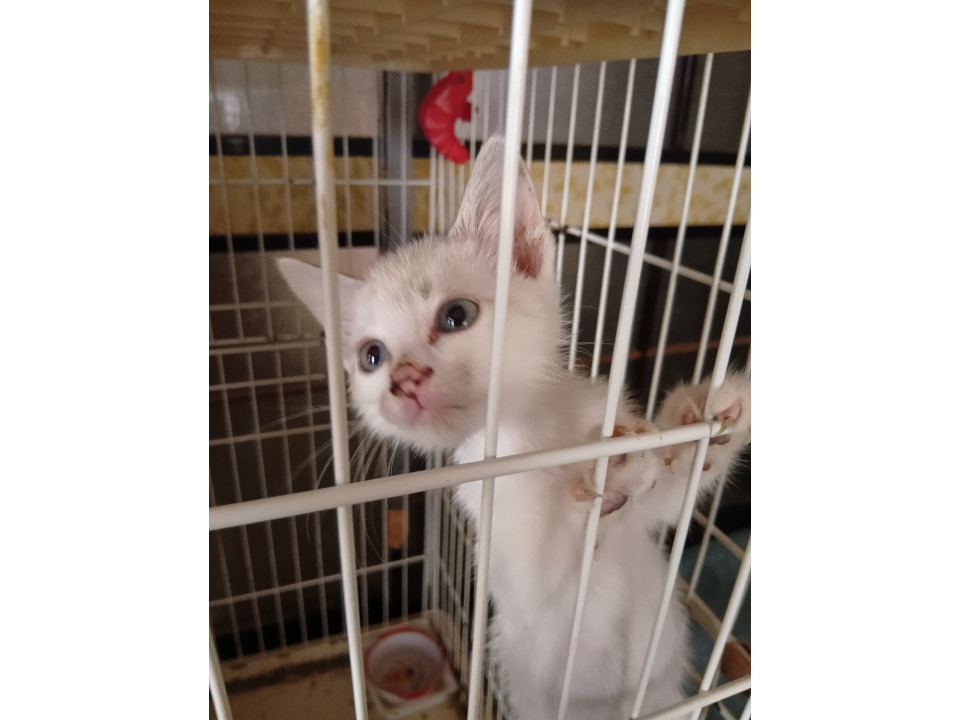 生後1ヶ月半の子猫