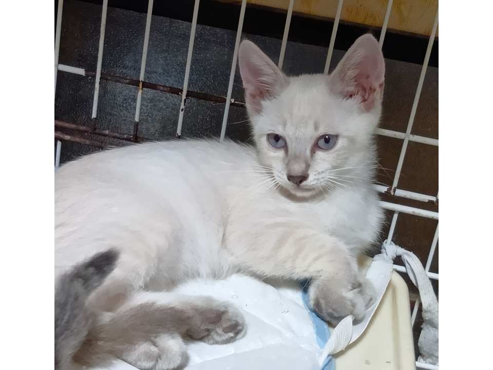 生後2ヶ月の子猫