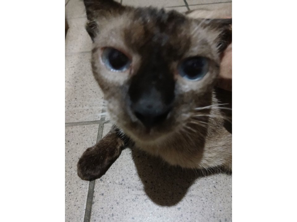 とってもキュートなシャムミックスくん