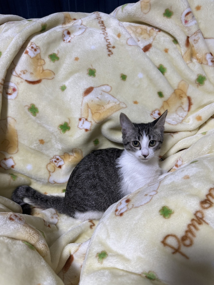 可愛い美猫ちゃん