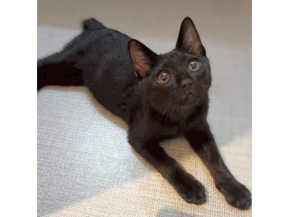 素直で明るい、黒猫の男の子クレくん