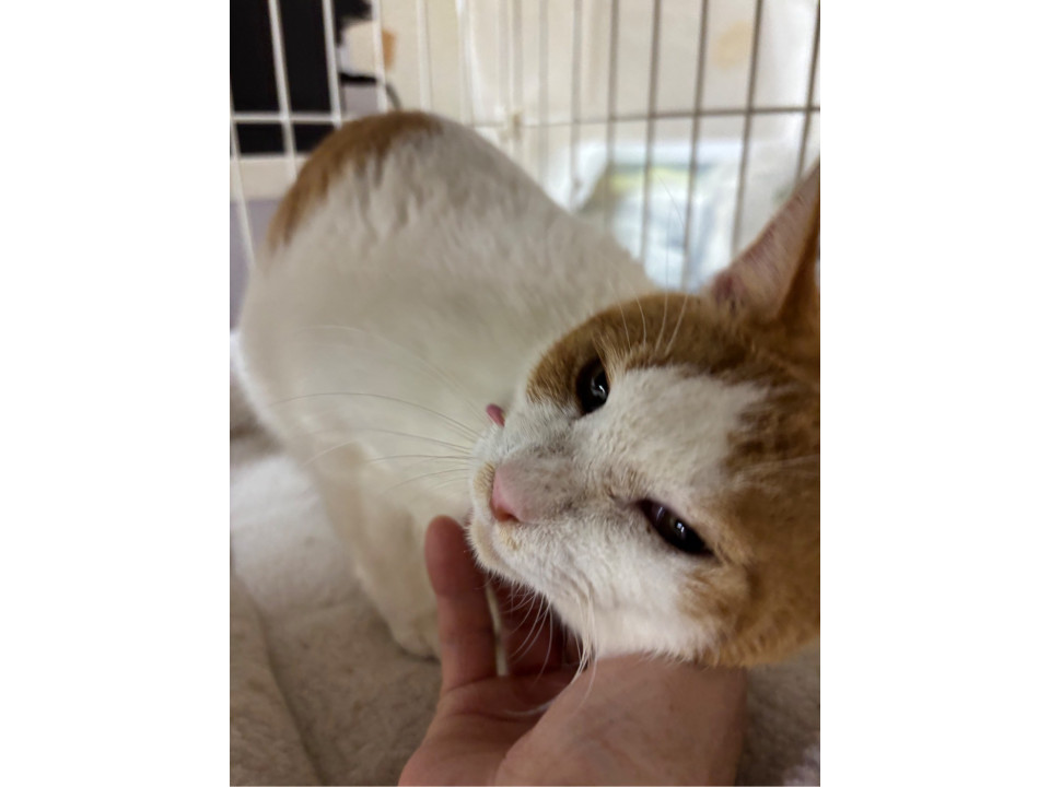 人が大好き♡シロちゃん