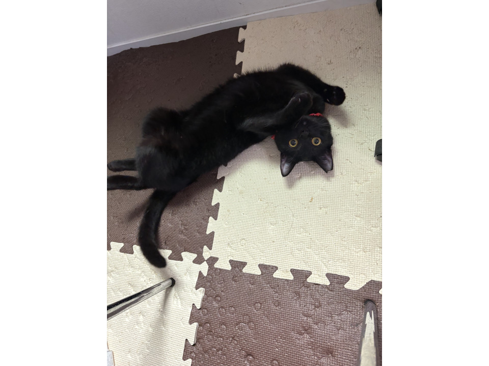 1歳の黒猫くん