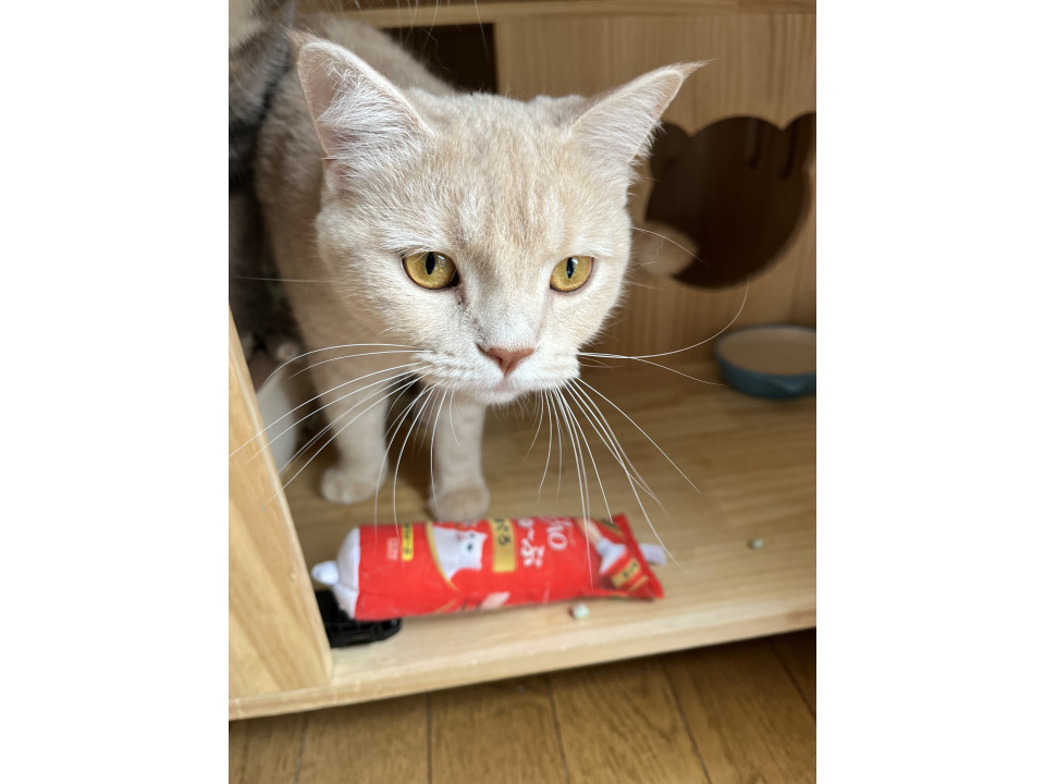 小ぶりな茶トラマンチカン
