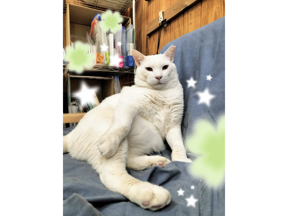 俺様な甘えん坊、一頭飼い希望
