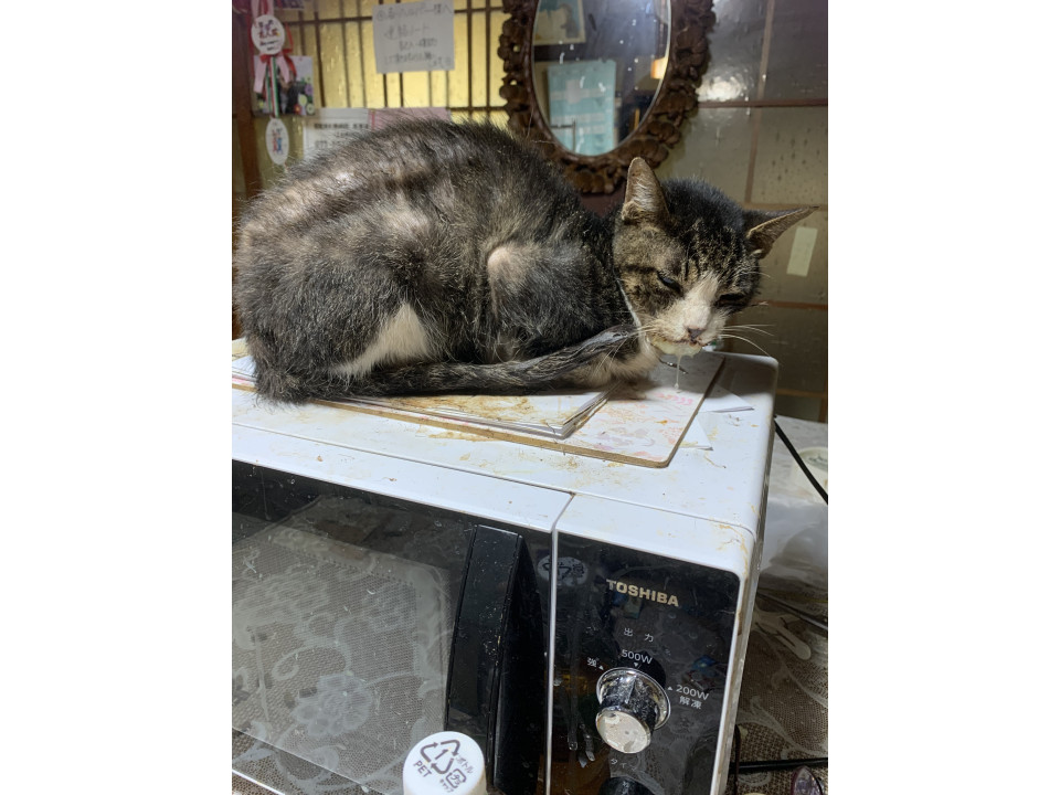 皮膚病あり