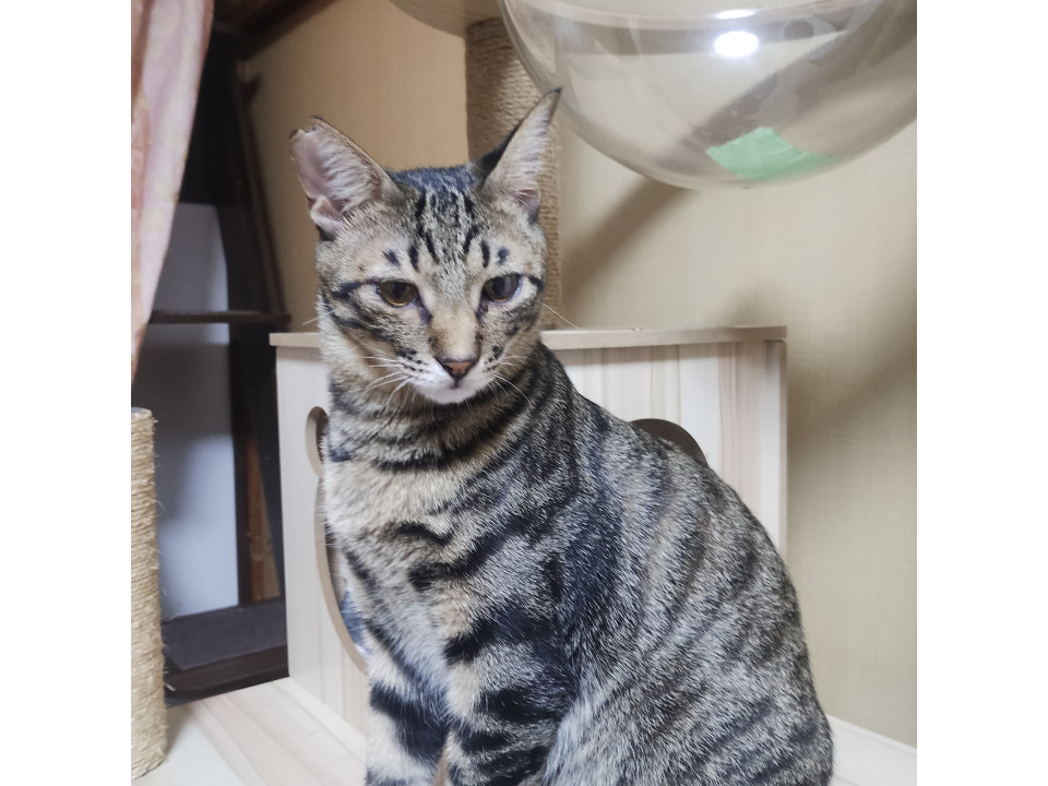 甘えん坊な男の子です