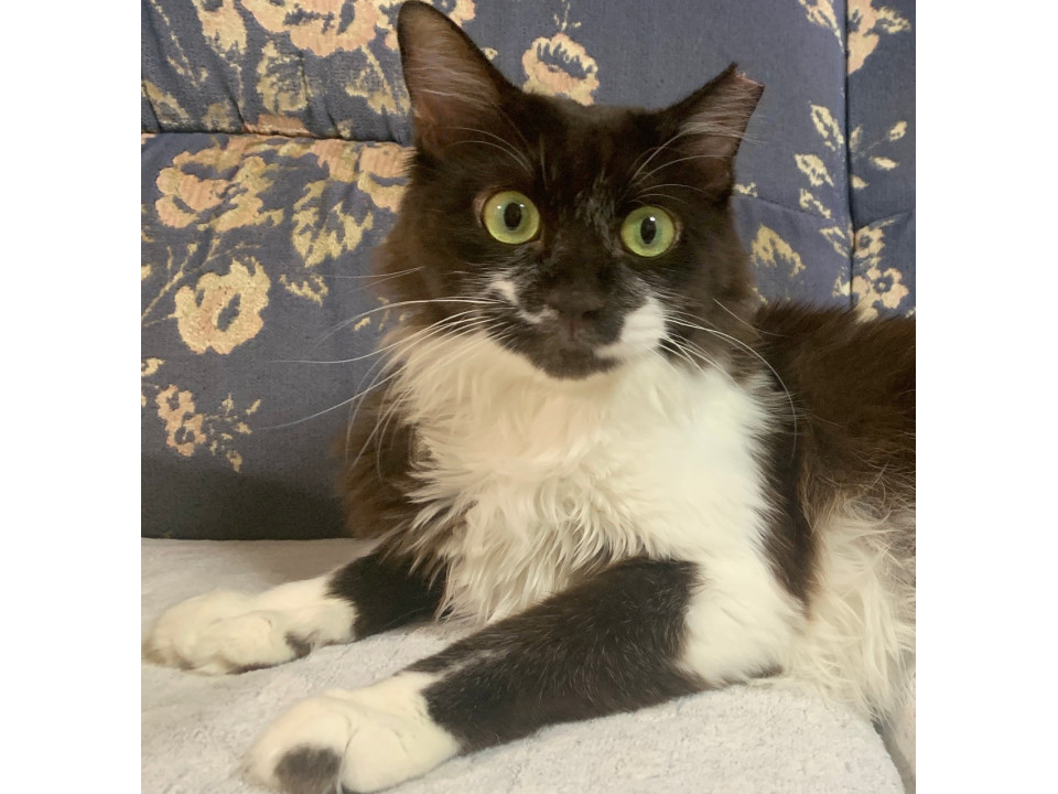 人馴れした元地域猫です