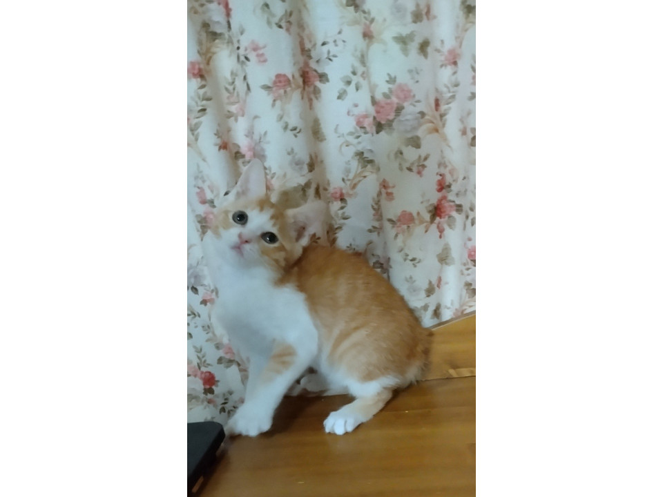 かわいい茶シロ美猫です