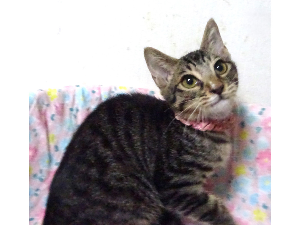 手先だけ白いキジトラ、杏音ちゃん