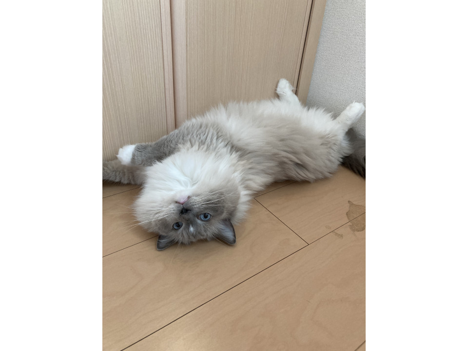 甘えん坊のラグドールの男の子