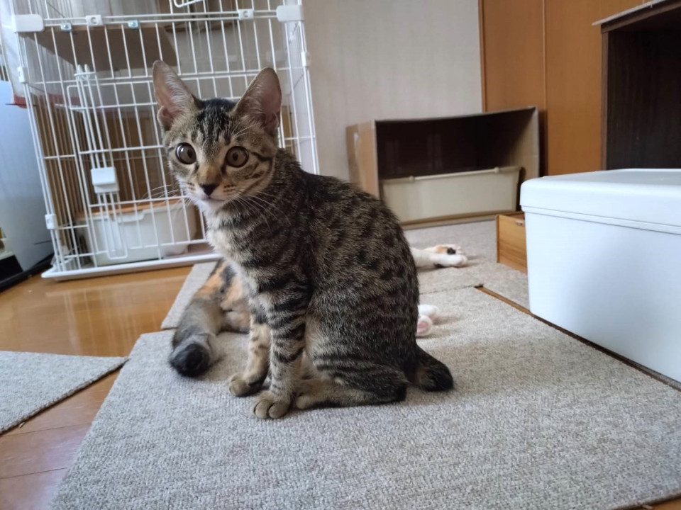 性格の良いネネちゃん