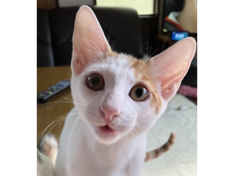 美猫男子!去勢、ワクチン、ノミダニ駆除済