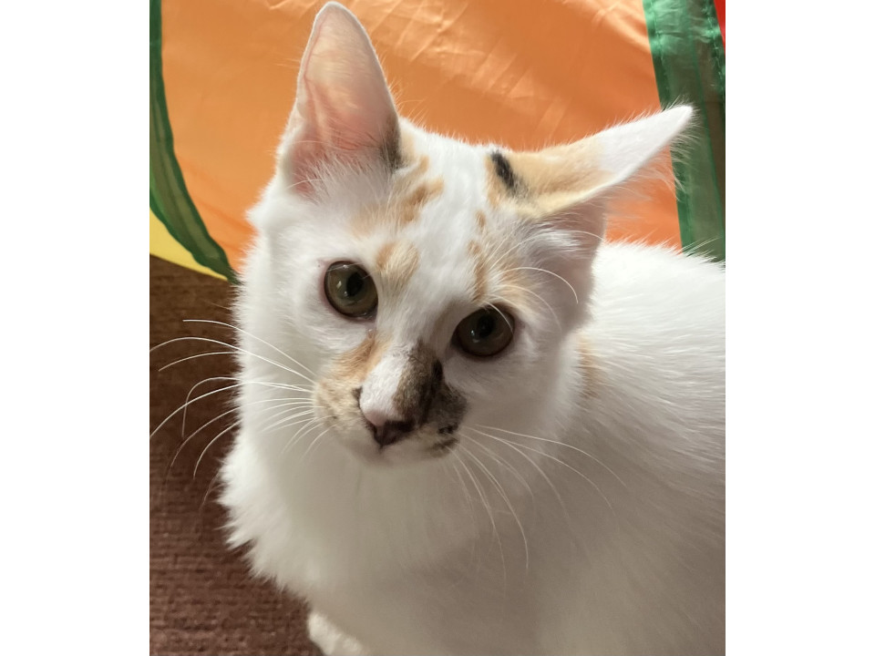 ふわふわ美猫!避妊手術、ワクチン接種済
