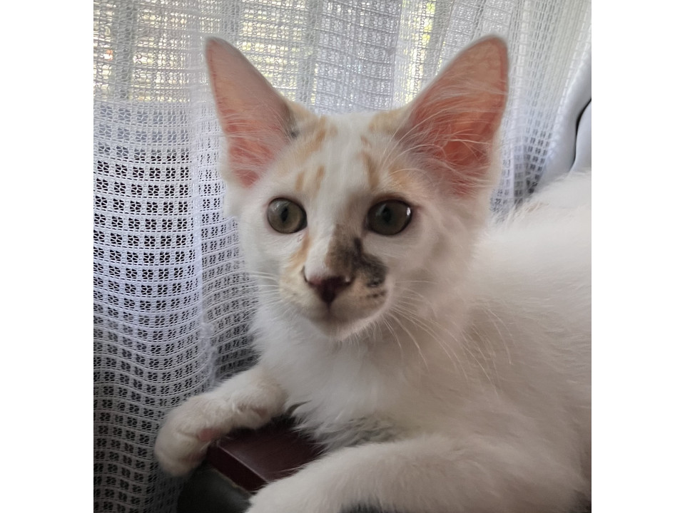 ふわふわの毛と渦巻きしっぽが魅力な美猫